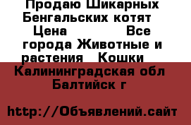 Продаю Шикарных Бенгальских котят › Цена ­ 17 000 - Все города Животные и растения » Кошки   . Калининградская обл.,Балтийск г.